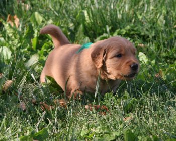 puppy in grass