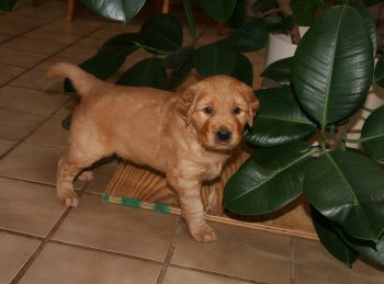 puppy on floor