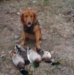 Hunter with 4 mallards