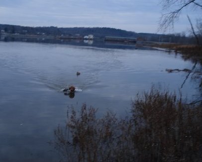 Hunter swimming to shore