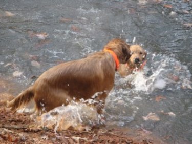 swimming