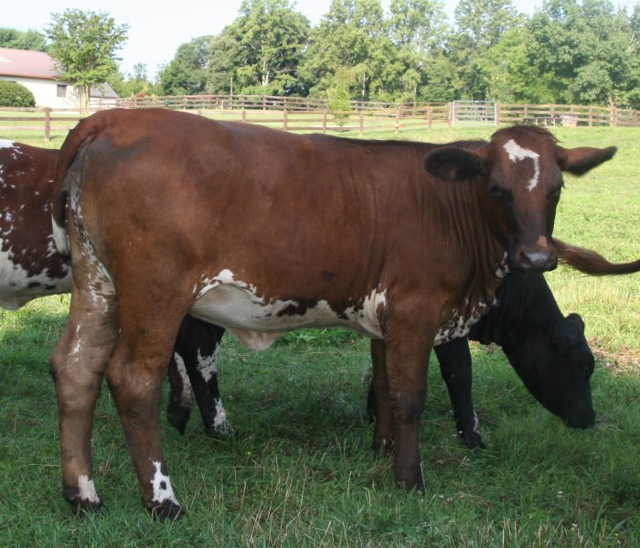 PB heifer, 16 months