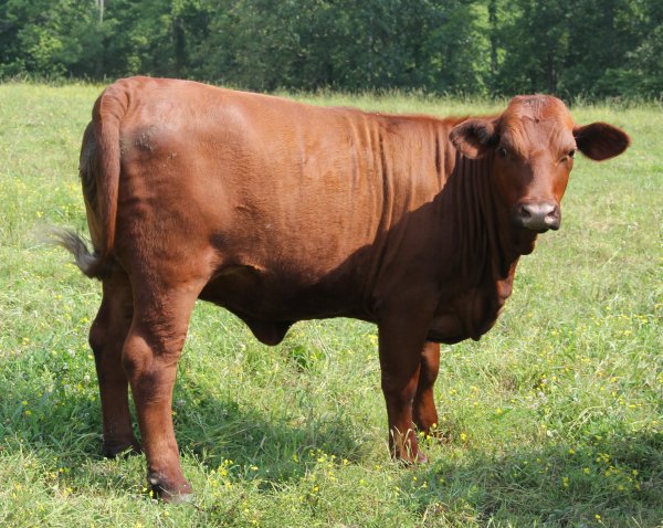 PB heifer, 25 months