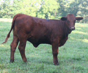 PB heifer, 16 months