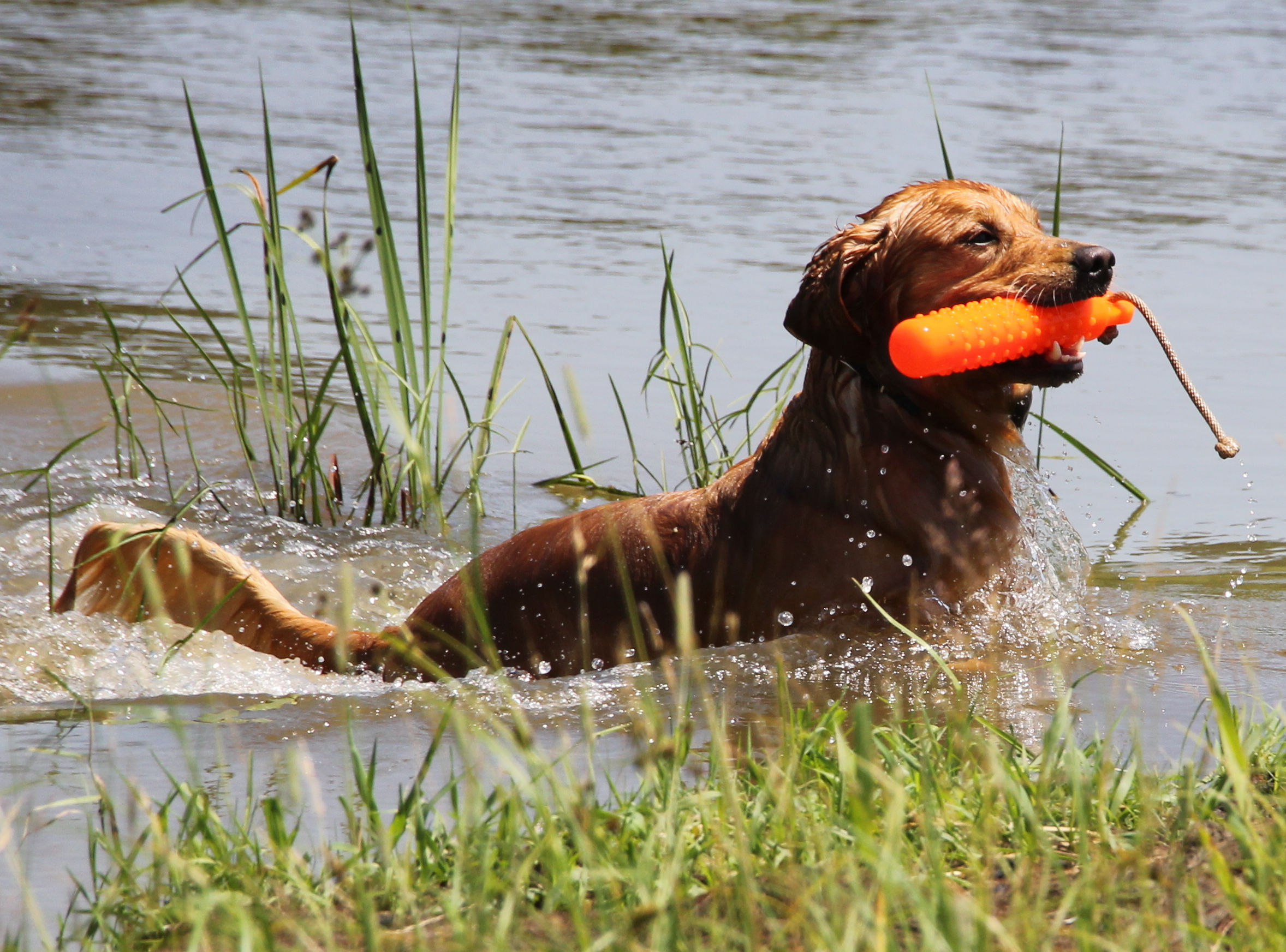 Jake training