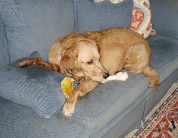 Jake making a mess on the sofa