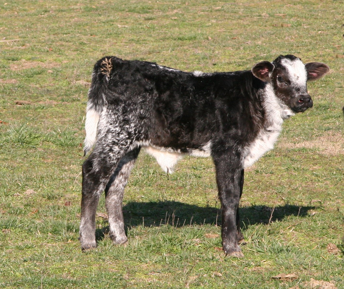 2x heifer, 2 days