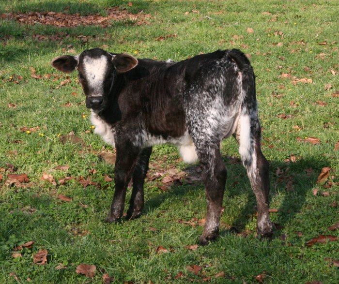 2x heifer, 3 weeeks