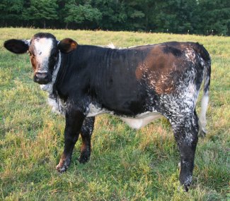 black paint heifer