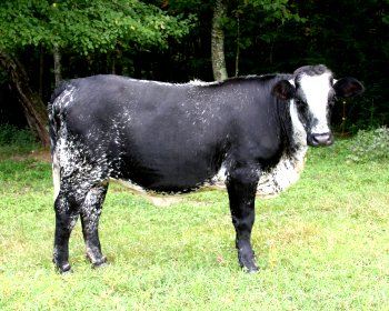 2x heifer, 18 months