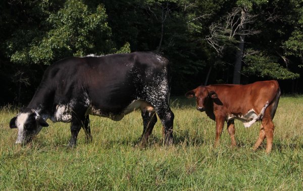 Alexandra with calf