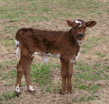 PB heifer, 5 days