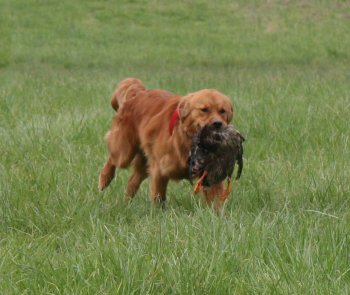 Jed with duck