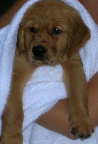 puppy after bath