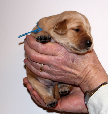 puppy at 2 weeks