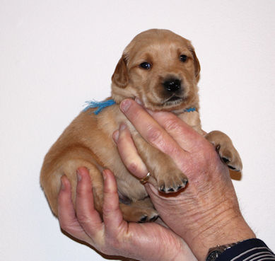 puppy at 3 weeks