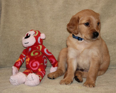 puppy at 5 weeks