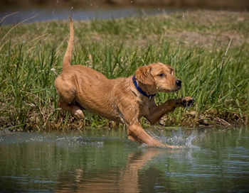 Jesse in the pond