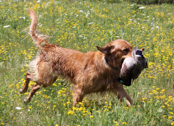 Dog with duck