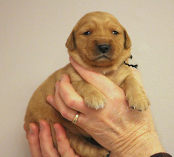 puppy at 2 weeks