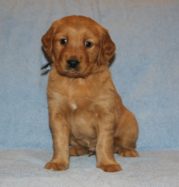 puppy at 5 weeks