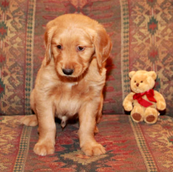 puppy at 7 weeks