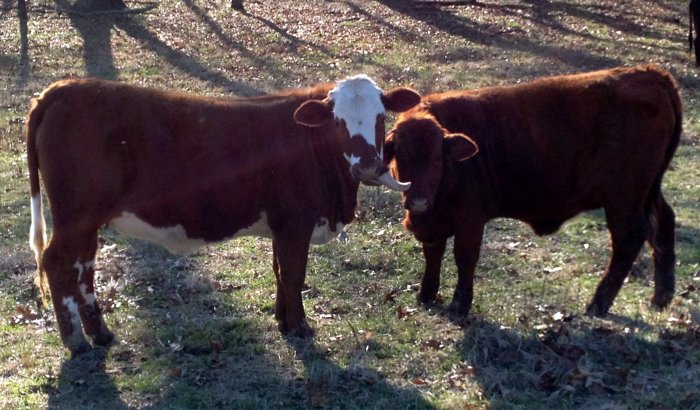 PB yearling heifers