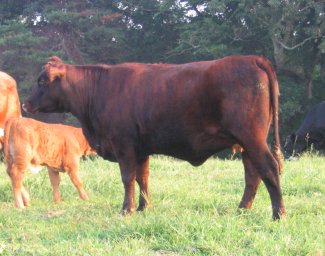 2nd Cross Beefmaster