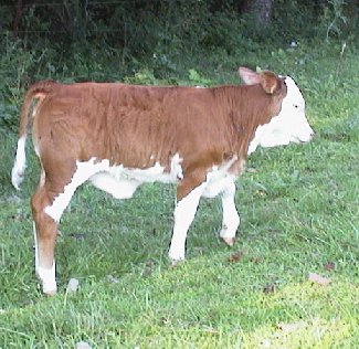 2x heifer