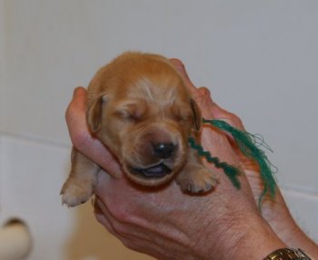 1 week old Puppy