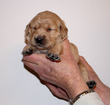 puppy at 2 weeks