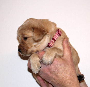 puppy at 3 weeks