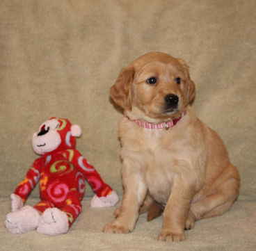 puppy at 5 weeks