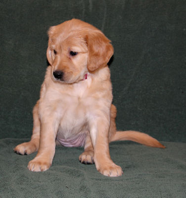 puppy at 6 weeks