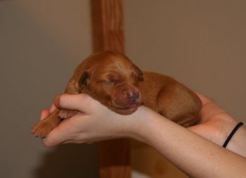 4-day old puppy