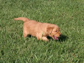 4-week old puppy