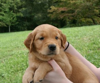 5-week old puppy