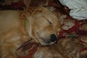 Ryder asleep