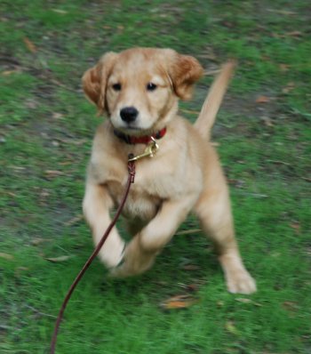 jumping puppy