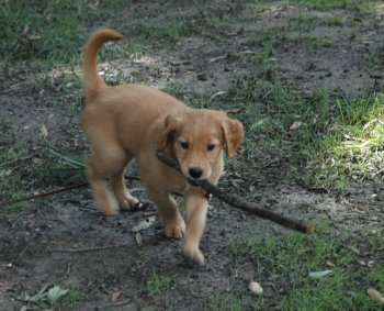 puppy with stick