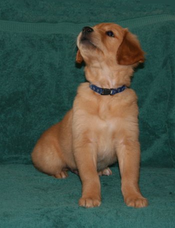 puppy