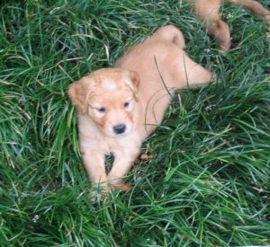 puppy in the mondo grass