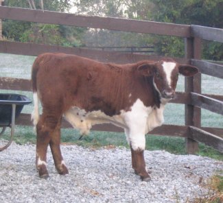 purebred bull, 3 months