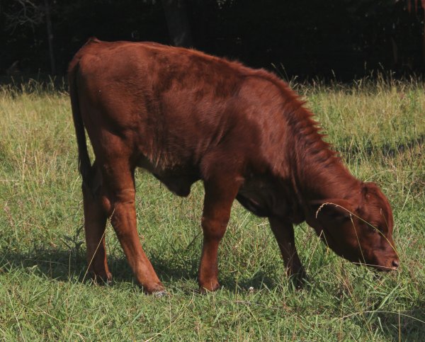 PB heifer, 3 months