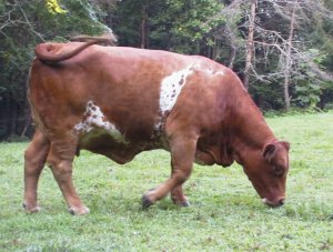 Lightning, U1/2 2nd Cross Beefmaster Cow