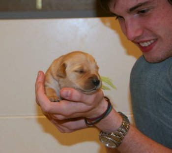 12-day old puppy