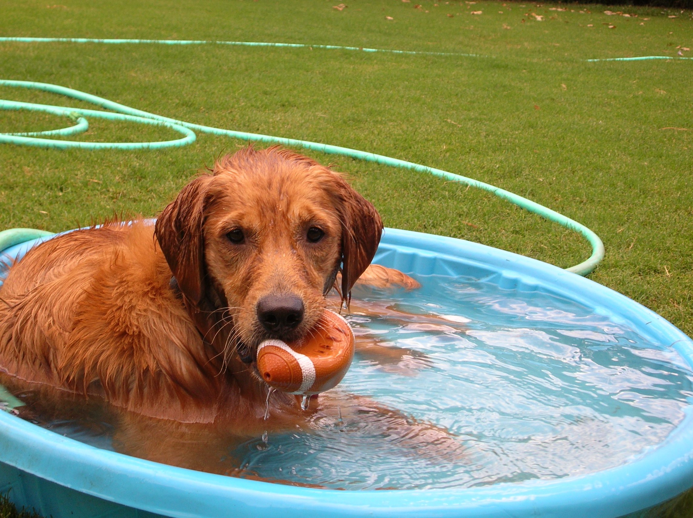 Lis in wading pool