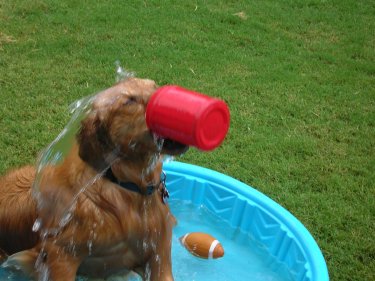 Lis in wading pool