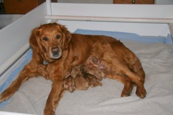 Newborn puppies nursing