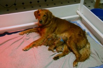 Newborn puppies nursing